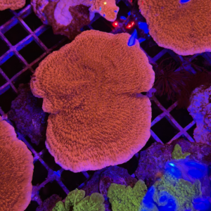 Montipora foliosa - extralarge, allevate da noi