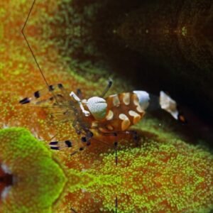 Periclimenes brevicarpalis