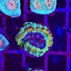 Acanthastrea lordhowensis "green dragon"