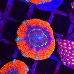 Acanthastrea lordhowensis "fire station"