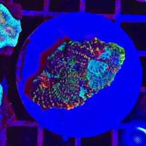 Acanthastrea echinata "galaxy"