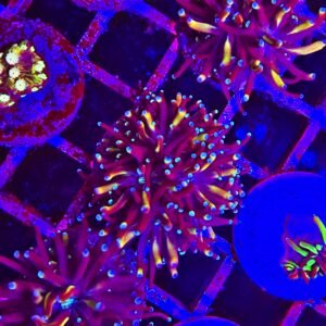 Galaxea fascicularis - dragon soul