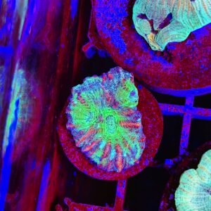 Mycedium sp. “laser galaxy”