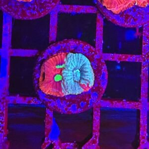 Favites pentagona, "war coral" - small