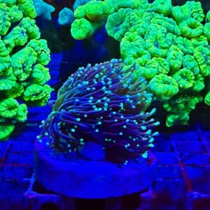 Euphyllia glabrescens "moon",  4-6 calici