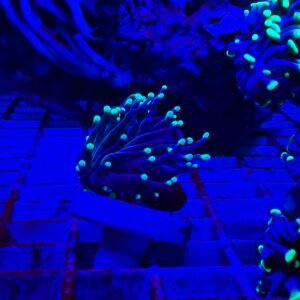 Euphyllia glabrescens "moon", 1 calice