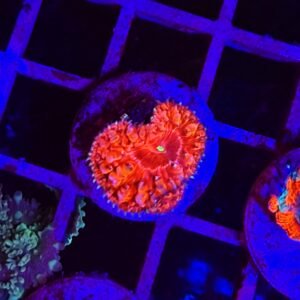 Blastomussa wellsi, red - small