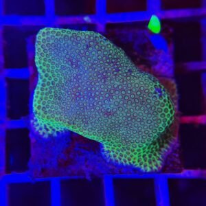 Porites “Green Eyes” - WYSIWYG - cod. 035h1