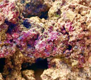 Roccia Viva Fiji - 1 kg