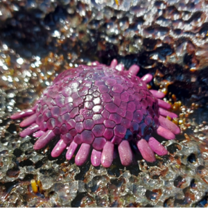 Colobocentrotus atratus