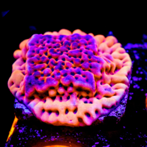 Montipora palawanensis "gleam opal"