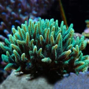 Seriatopora caliendrum - frag large