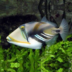 Rhinecanthus aculeatus