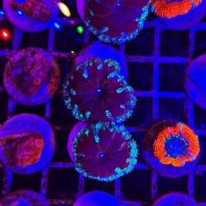 Blastomussa merletti green dark - 1-2 calici