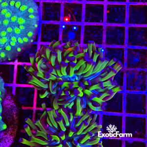 Euphyllia parancora "violet spike" 1 calice