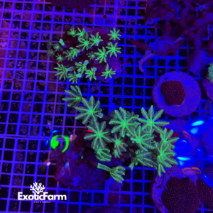 Anthelia papaya "green reset", taglia medio-grande