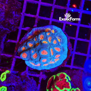 Favia sp. "yellow eyes" - large - ALLEVATE DA NOI