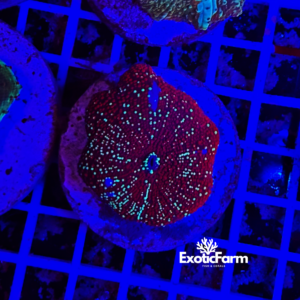 Discosoma interstellar