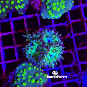 Duncanopsammia axifuga "green" 3-4 calici