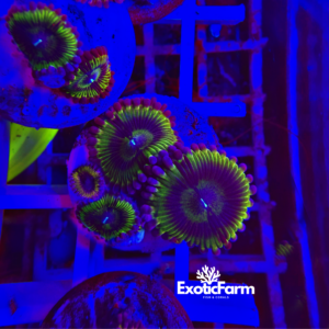 Zoanthus chiquita - 3-4 polipi, GRADO A