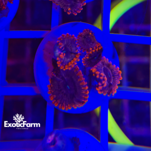 Zoanthus valentine day - 3-4 polipi, GRADO A