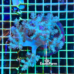 Capnella imbricata blue - kenya tree, taglia XL