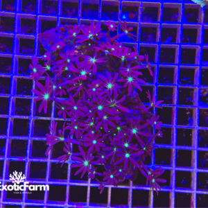 knopia, purple - taglia XL