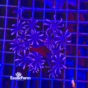 Anthelia papaya, pink mustache - medium