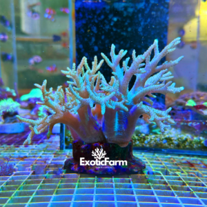 Sinularia green - colonia madre