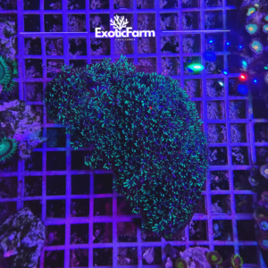 Sympodium blue - large