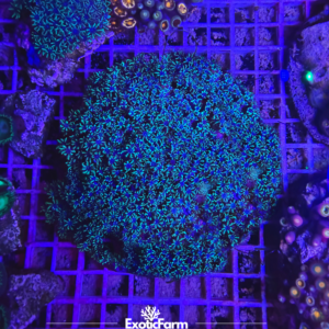 Sympodium blue - extralarge