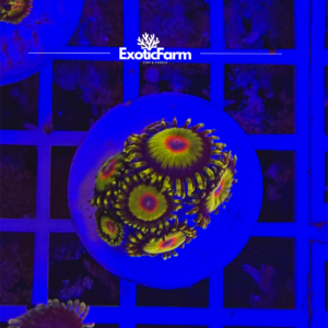 Zoanthus rasta - 6-8 polipi, GRADO A