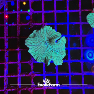 Plerogyra turbida - small