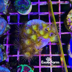 Parazoanthus axinellae