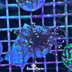 Euphyllia glabrescens "golden dragon"