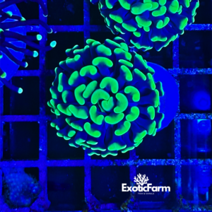 Euphyllia parancora "green toxic" 1 calice