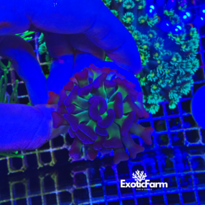 Euphyllia parancora "hologram" 1 calice