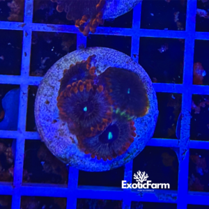 Zoanthus Bottom left White - 3-4 polipi, GRADO A