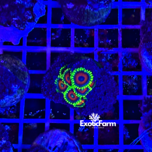Sarcothelia edmondsoni combo zoanthus eagle eye – WYSIWYG