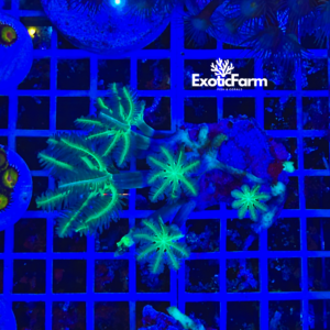 Anthelia papaya "green reset", medium