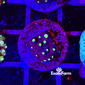 Cyphastrea “black night” - small