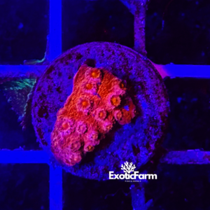 Cyphastrea “red tomato” - small