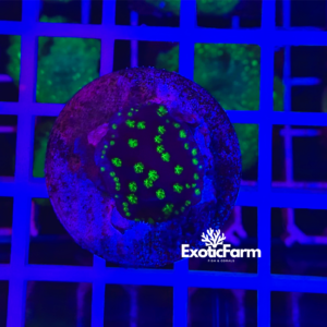 Turbinaria "Night Green"