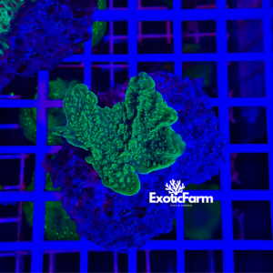 Montipora capricornis "green"