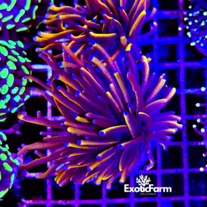 Euphyllia glabrescens "24k"