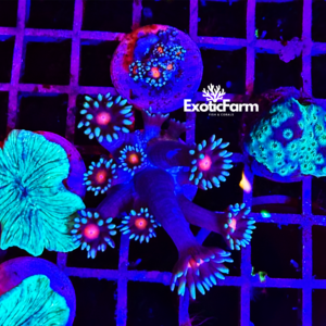 Goniopora "purple halo" - small