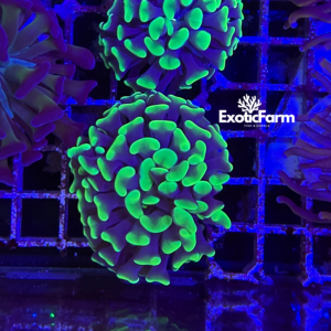 Euphyllia parancora "green toxic" 1 calice
