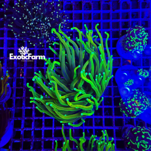 Euphyllia glabrescens "toxic green"