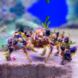 Camposcia retusa - granchio velcro