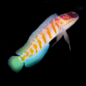 Opistognathus randalli